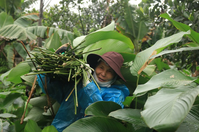 Ngôi làng cổ 400 năm trồng lá dong ở Hà Nội, người dân hái lá đếm tiền - Ảnh 8.