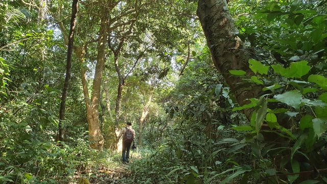 Khu rừng lim đặc biệt ở Nghệ An - Ảnh 1.
