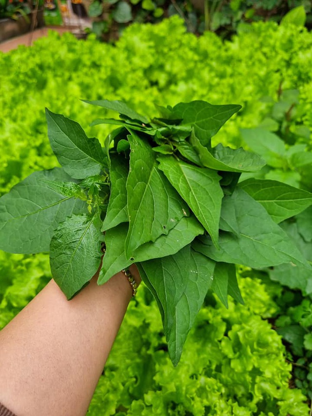 Lạ lùng thứ rau chẳng trồng mà có phải đem nhổ bỏ đi nhưng khi làm món này lại thành thứ gây nghiện - Ảnh 3.