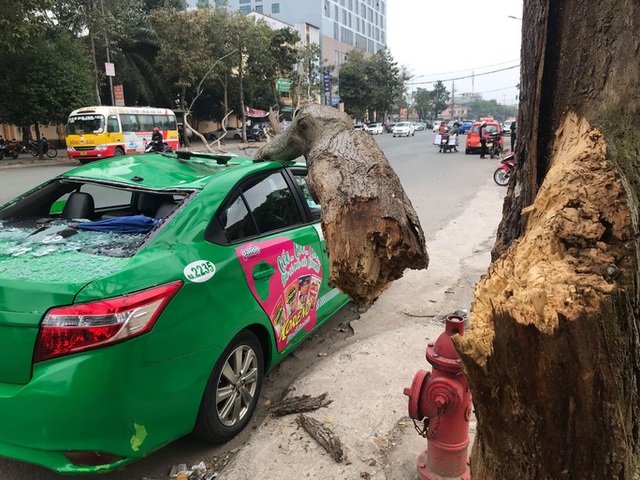  Nam tài xế và khách thoát chết hi hữu khi bị cây xanh gãy đè bẹp xe taxi  - Ảnh 1.