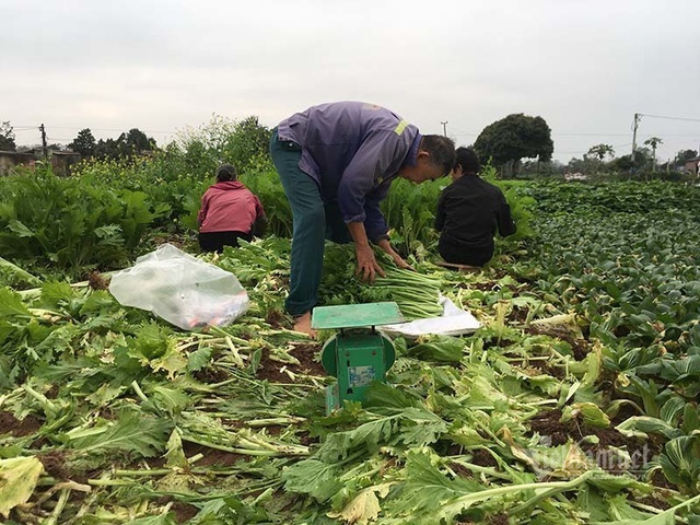 Nỗi đau giữa xuân mới: Ngàn tấn rau xanh ế hỏng đầy đồng - Ảnh 2.