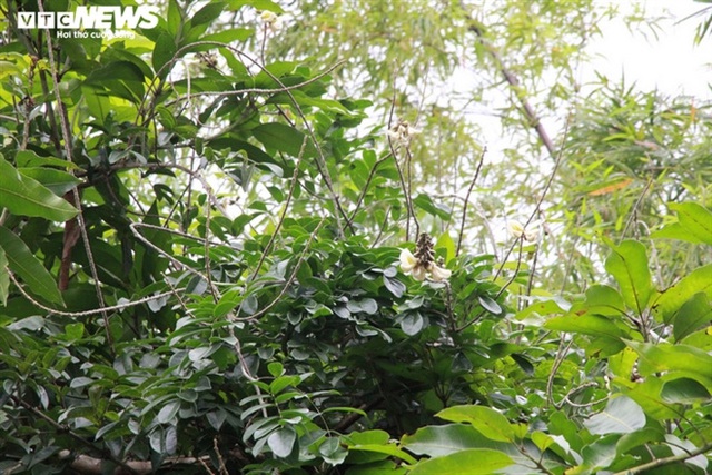 Đi t&igrave;m lo&agrave;i s&acirc;m tiến vua bị l&atilde;ng qu&ecirc;n ở n&uacute;i D&agrave;nh - Ảnh 5.