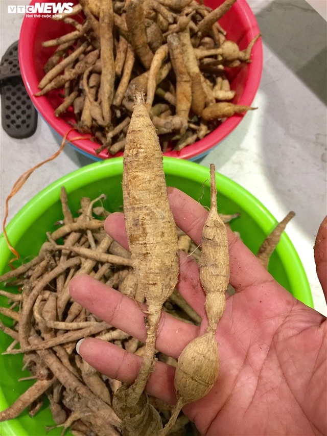 Đi t&igrave;m lo&agrave;i s&acirc;m tiến vua bị l&atilde;ng qu&ecirc;n ở n&uacute;i D&agrave;nh - Ảnh 6.