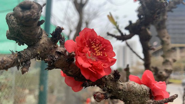 Đào lùn Trung Quốc gắn mác đào Thất Thốn bán đầy chợ hoa, giá rẻ đến bất ngờ - Ảnh 5.