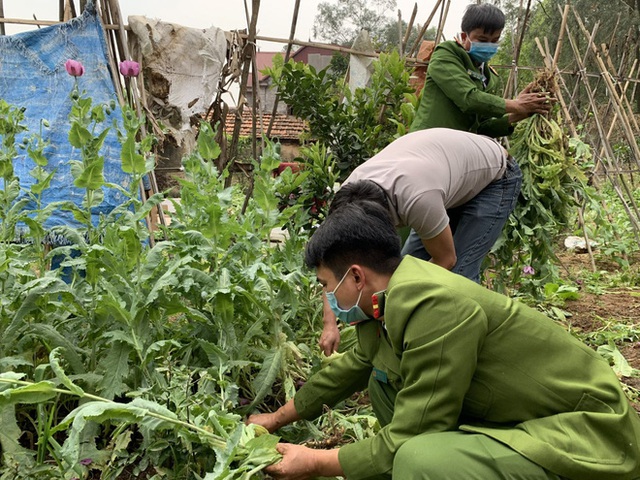 Thanh niên tự gieo trồng, chăm sóc vườn anh túc, cần sa khủng gần 3.000 cây - Ảnh 5.