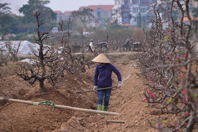 Dân trồng đào tất bật thu gom cây về trồng chuẩn bị mùa Tết năm sau - Ảnh 11.