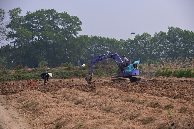 Dân trồng đào tất bật thu gom cây về trồng chuẩn bị mùa Tết năm sau - Ảnh 6.