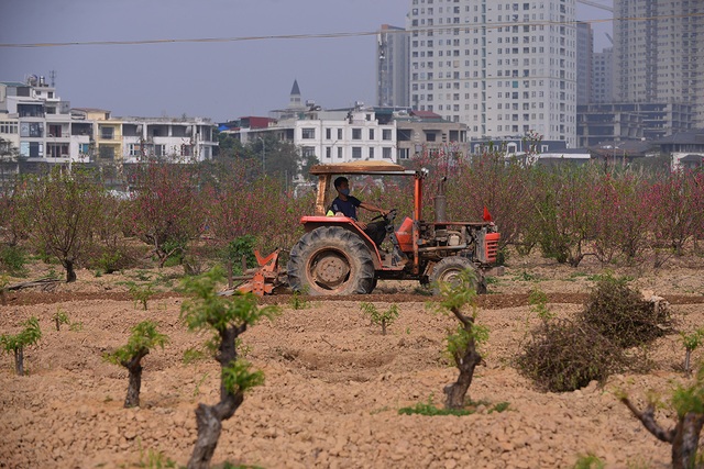 Dân trồng đào tất bật thu gom cây về trồng chuẩn bị mùa Tết năm sau - Ảnh 7.