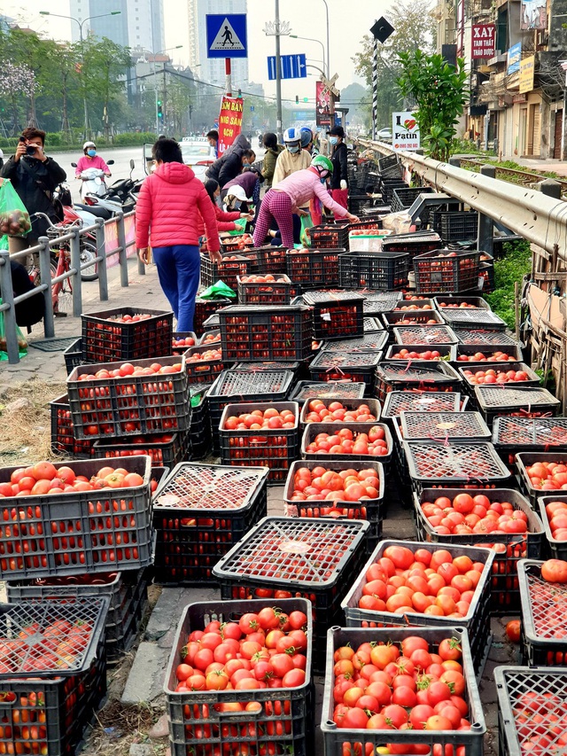40.000 đồng/10kg cà chua “giải cứu”, mách chị em cách bảo quản cà chua được lâu và chế biến được nhiều món ăn hấp dẫn - Ảnh 1.