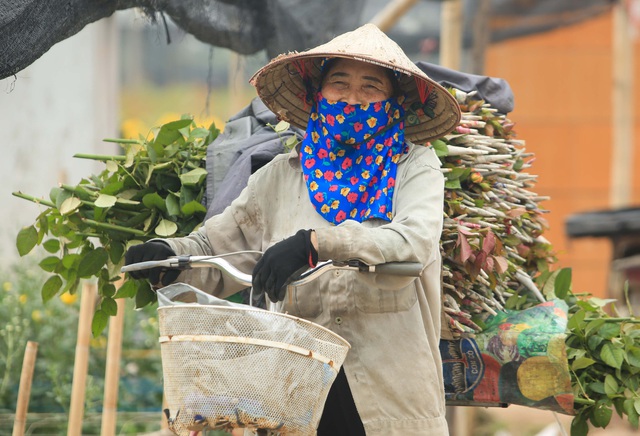 Ruộng hoa khô héo vì không bán được, dân trồng hoa gạt nước mắt cắt bỏ - Ảnh 16.