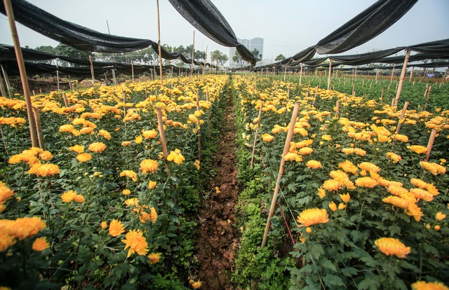 Ruộng hoa khô héo vì không bán được, dân trồng hoa gạt nước mắt cắt bỏ - Ảnh 11. Ruộng hoa khô héo vì không bán được, dân trồng hoa gạt nước mắt cắt bỏ - Ảnh 11.