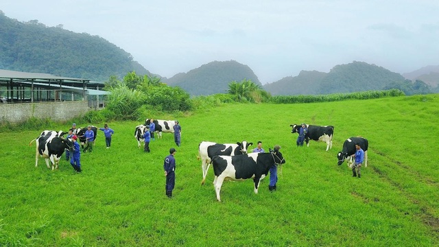 Thiên nhiên - yếu tố “vàng” tạo nên thiên đường bò sữa Mộc Châu - Ảnh 2.