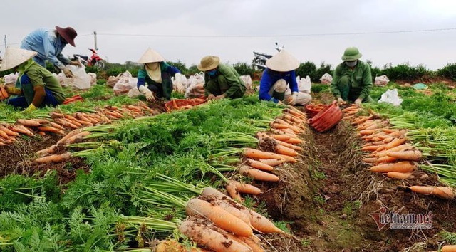 Cà rốt trúng vụ đỏ đồng, người Cẩm Giàng giữa dịch thu bạc tỷ - Ảnh 1.