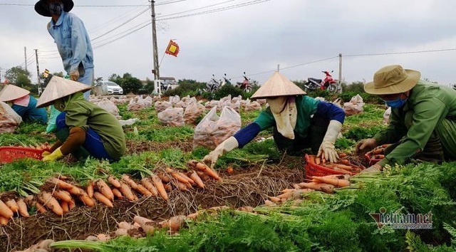 Cà rốt trúng vụ đỏ đồng, người Cẩm Giàng giữa dịch thu bạc tỷ - Ảnh 8.