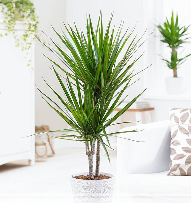 9 loại cây thanh lọc không khí trong nhà tốt nhất mà lại rất dễ trồng - Ảnh 8.