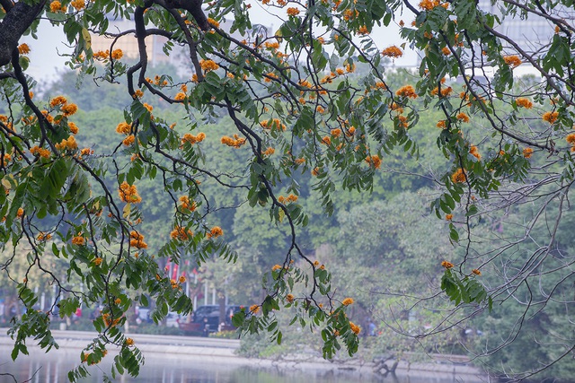 Người dân Hà Nội thích thú chiêm ngưỡng cây vàng anh đại thụ đang nở hoa rực rỡ một góc hồ Gươm - Ảnh 9.