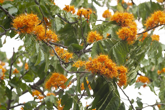 Người dân Hà Nội thích thú chiêm ngưỡng cây vàng anh đại thụ đang nở hoa rực rỡ một góc hồ Gươm - Ảnh 3.