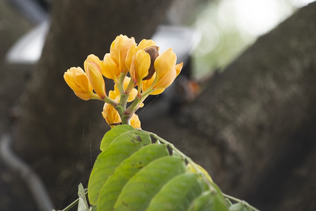 Người dân Hà Nội thích thú chiêm ngưỡng cây vàng anh đại thụ đang nở hoa rực rỡ một góc hồ Gươm - Ảnh 8.