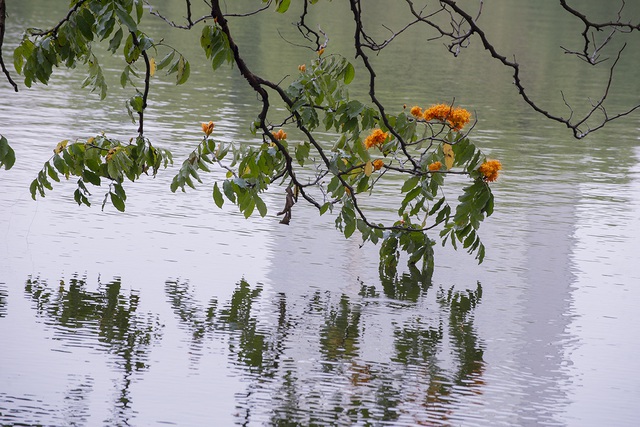 Người dân Hà Nội thích thú chiêm ngưỡng cây vàng anh đại thụ đang nở hoa rực rỡ một góc hồ Gươm - Ảnh 5.