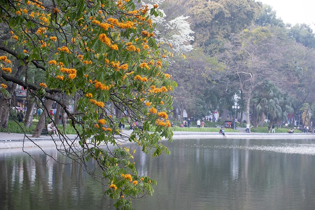 Người dân Hà Nội thích thú chiêm ngưỡng cây vàng anh đại thụ đang nở hoa rực rỡ một góc hồ Gươm - Ảnh 4.