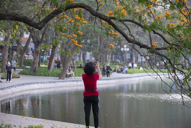 Người dân Hà Nội thích thú chiêm ngưỡng cây vàng anh đại thụ đang nở hoa rực rỡ một góc hồ Gươm - Ảnh 11.