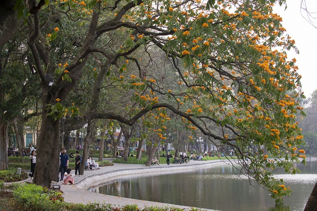 Người dân Hà Nội thích thú chiêm ngưỡng cây vàng anh đại thụ đang nở hoa rực rỡ một góc hồ Gươm - Ảnh 1.