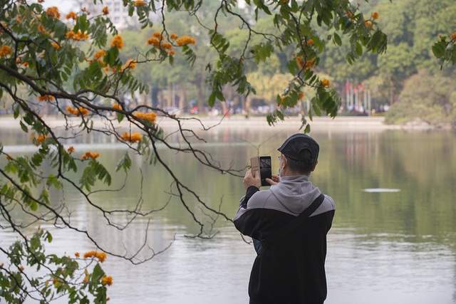 Người dân Hà Nội thích thú chiêm ngưỡng cây vàng anh đại thụ đang nở hoa rực rỡ một góc hồ Gươm - Ảnh 10.