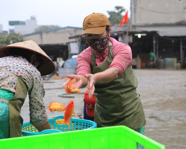 Đột nhập chợ cá chép đỏ tiễn Táo quân về trời lớn nhất Thủ đô - Ảnh 3.