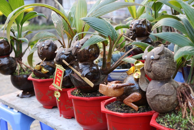 Nhà vườn Bến Tre thu nhập “khủng” từ nghề trồng dừa kiểng mùa tết - Ảnh 11.