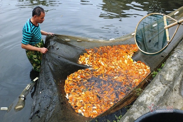 Cúng ông Công, ông Táo: Cá chép đỏ đắt gấp đôi, vét ao thu trăm triệu - Ảnh 1.