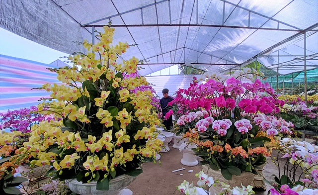 Hoa lan Trung Quốc tr&agrave;n ngập, đắt đỏ ngang ngửa lan Đ&agrave; Lạt - Ảnh 2.