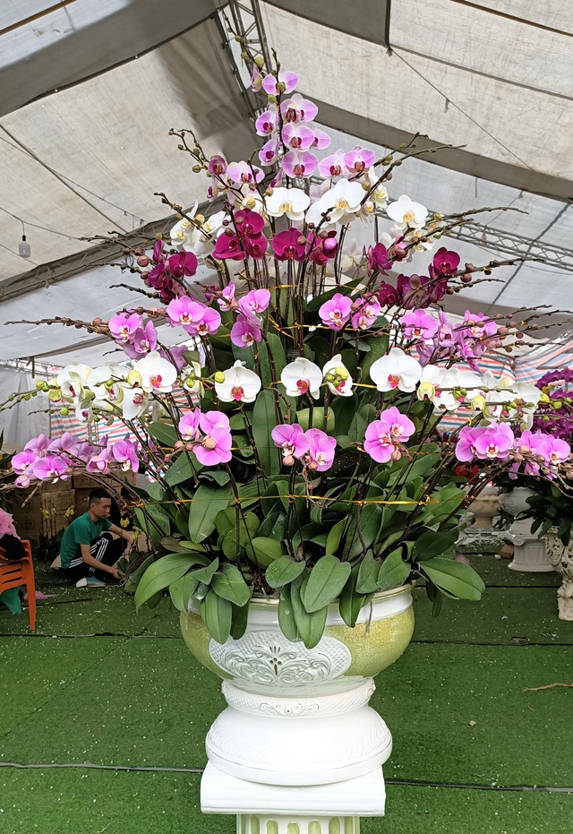 Hoa lan Trung Quốc tr&agrave;n ngập, đắt đỏ ngang ngửa lan Đ&agrave; Lạt - Ảnh 3.