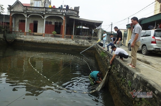 Cúng ông Công, ông Táo: Cá chép đỏ đắt gấp đôi, vét ao thu trăm triệu - Ảnh 4.