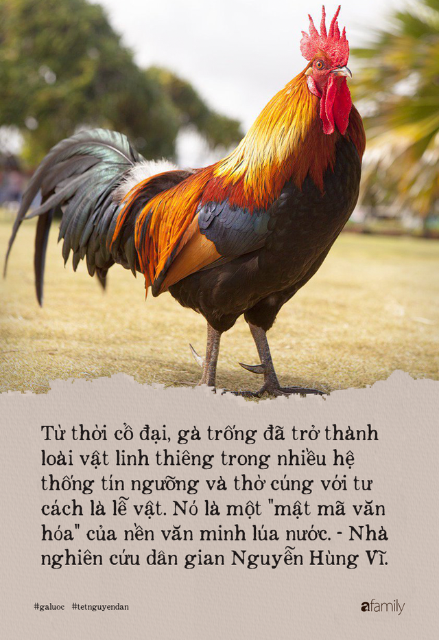 Lý do gà luộc là món không được phép thiếu trong mâm cỗ Việt, kén được kê vương từng khiến NSND Lê Khanh phải xuýt xoa thì cả năm may mắn, sung túc - Ảnh 5.