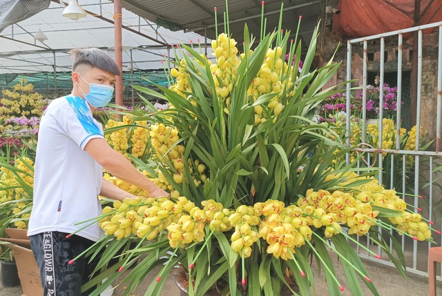 Hoa lan Trung Quốc tr&agrave;n ngập, đắt đỏ ngang ngửa lan Đ&agrave; Lạt - Ảnh 6.