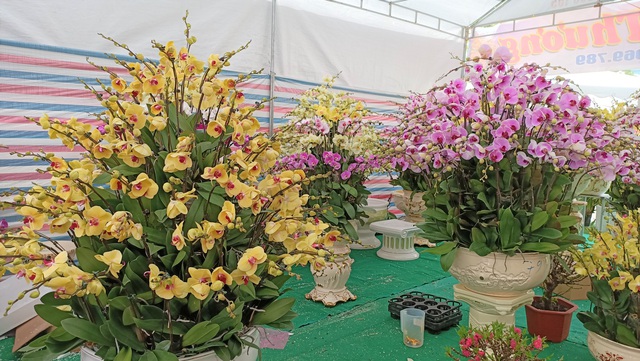 Hoa lan Trung Quốc tr&agrave;n ngập, đắt đỏ ngang ngửa lan Đ&agrave; Lạt - Ảnh 7.