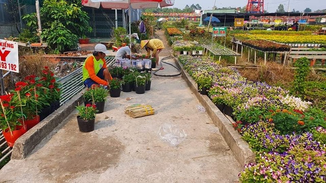 Đồng Tháp: Làng hoa Sa Đéc tất bật mùa hoa tết - Ảnh 1.