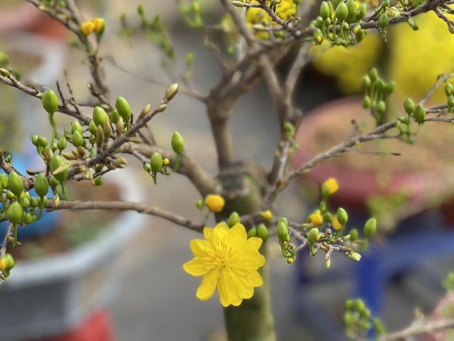 Những loài hoa Tết được người Sài Gòn chuộng mua để mang lại may mắn, tài lộc - Ảnh 2.