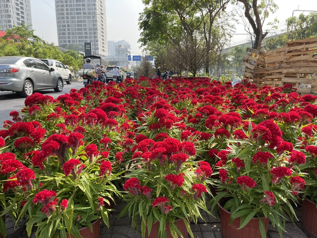 Những loài hoa Tết được người Sài Gòn chuộng mua để mang lại may mắn, tài lộc - Ảnh 13.