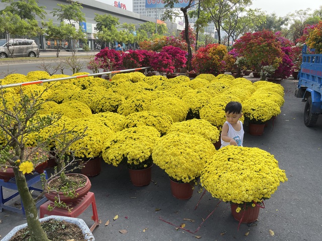 Những loài hoa Tết được người Sài Gòn chuộng mua để mang lại may mắn, tài lộc - Ảnh 15.