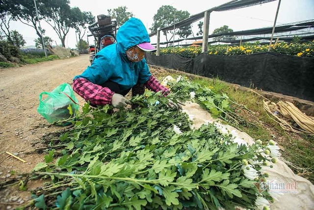 Tai họa ngày cận Tết, cả làng hoa Hà Nội ngồi trên đống lửa - Ảnh 2.