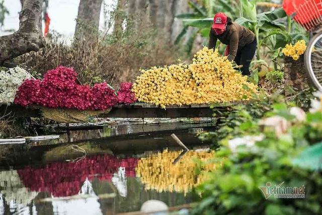 Tai họa ngày cận Tết, cả làng hoa Hà Nội ngồi trên đống lửa - Ảnh 3.