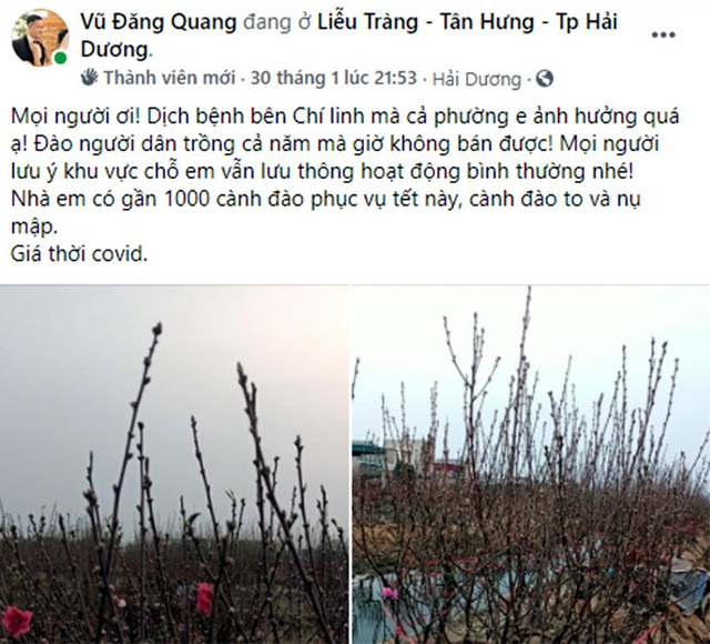 Làng đào Hải Dương nguy khốn, lên mạng rao bán gấp 1.000 gốc - Ảnh 2.