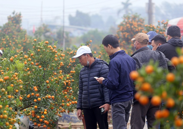 Quất Tứ Liên (Hà Nội) chín vàng ươm, người dân nườm nượp kéo đến mua - Ảnh 10.