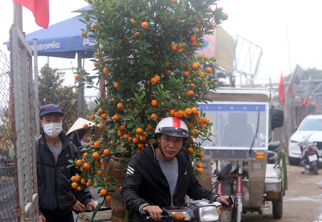 Quất Tứ Liên (Hà Nội) chín vàng ươm, người dân nườm nượp kéo đến mua - Ảnh 12.