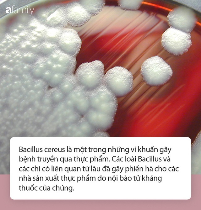 Từ vụ hơn 80 công nhân ngộ độc thực phẩm tại Phú Yên: Ngộ độc thực phẩm do nhiễm khuẩn Bacillus cereus nguy hiểm thế nào? - Ảnh 2.