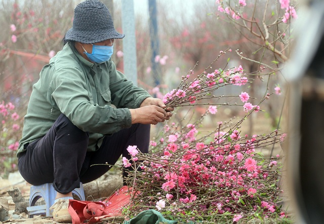 Hà Nội: Người dân ùn ùn kéo đến Nhật Tân giải cứu đào Tết - Ảnh 17.