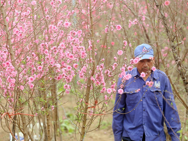 Hà Nội: Người dân ùn ùn kéo đến Nhật Tân giải cứu đào Tết - Ảnh 18.