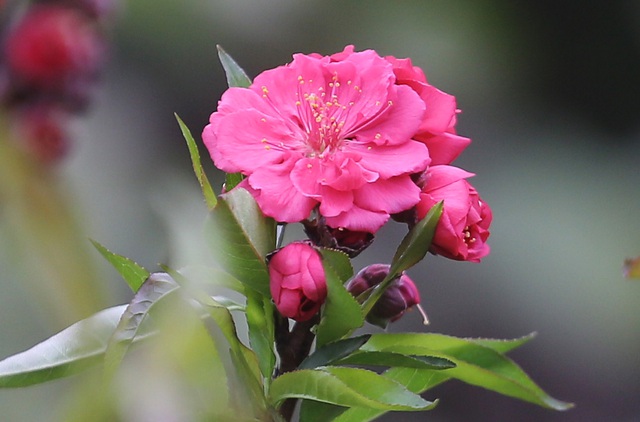 Đầu năm Tân Sửu ngắm hoa đào đẹp độc nhất vô nhị, rước tài lộc về gia đình - Ảnh 4.