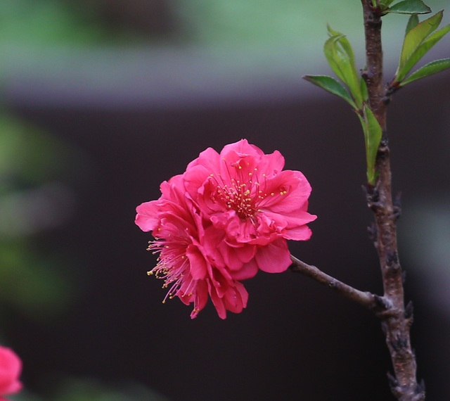 Đầu năm Tân Sửu ngắm hoa đào đẹp độc nhất vô nhị, rước tài lộc về gia đình - Ảnh 13.